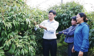 Sản xuất vải thiều: Tăng giá trị, bù sản lượng 